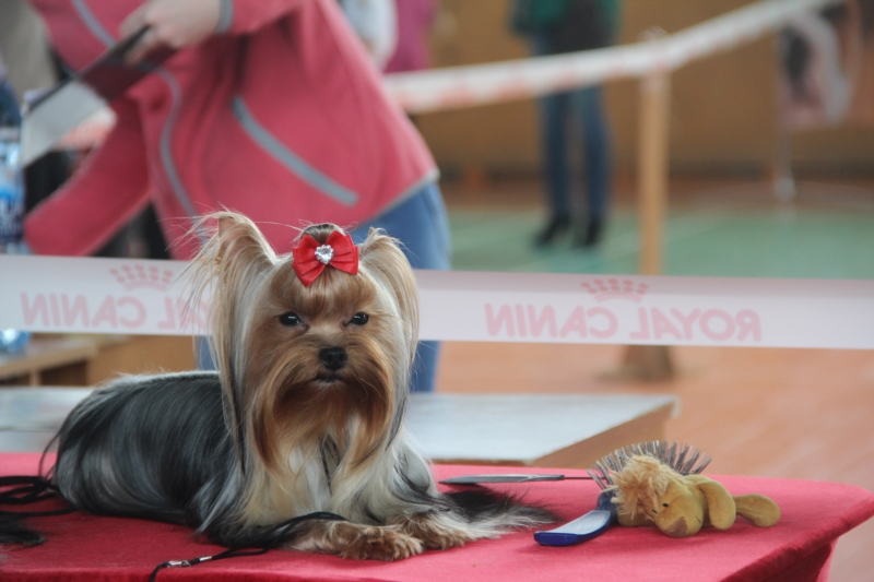 В Новочебоксарске на всероссийской выставке показали 260 собак
