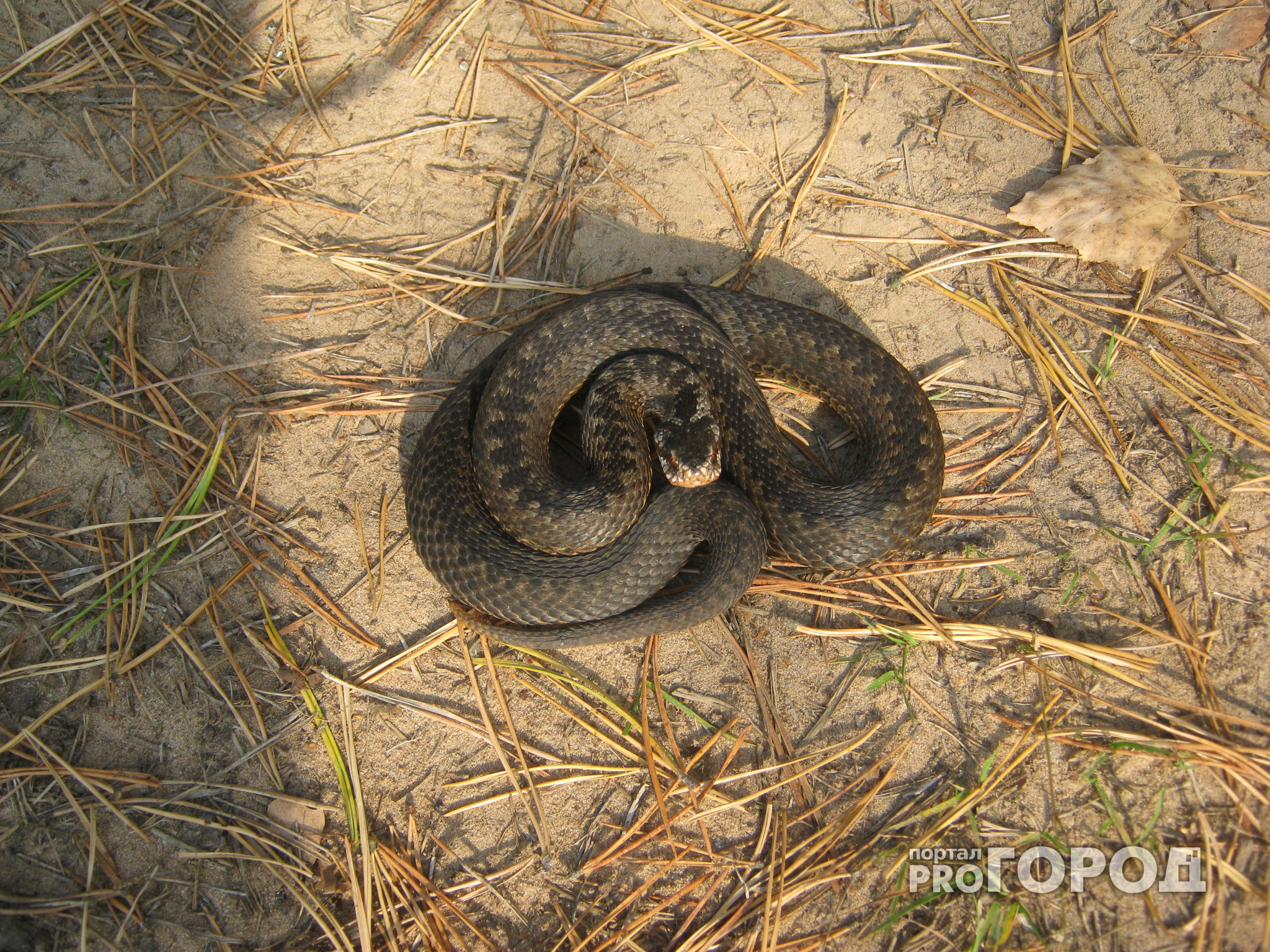 В Чувашии ядовитые змеи укусили двух детей и семерых взрослых