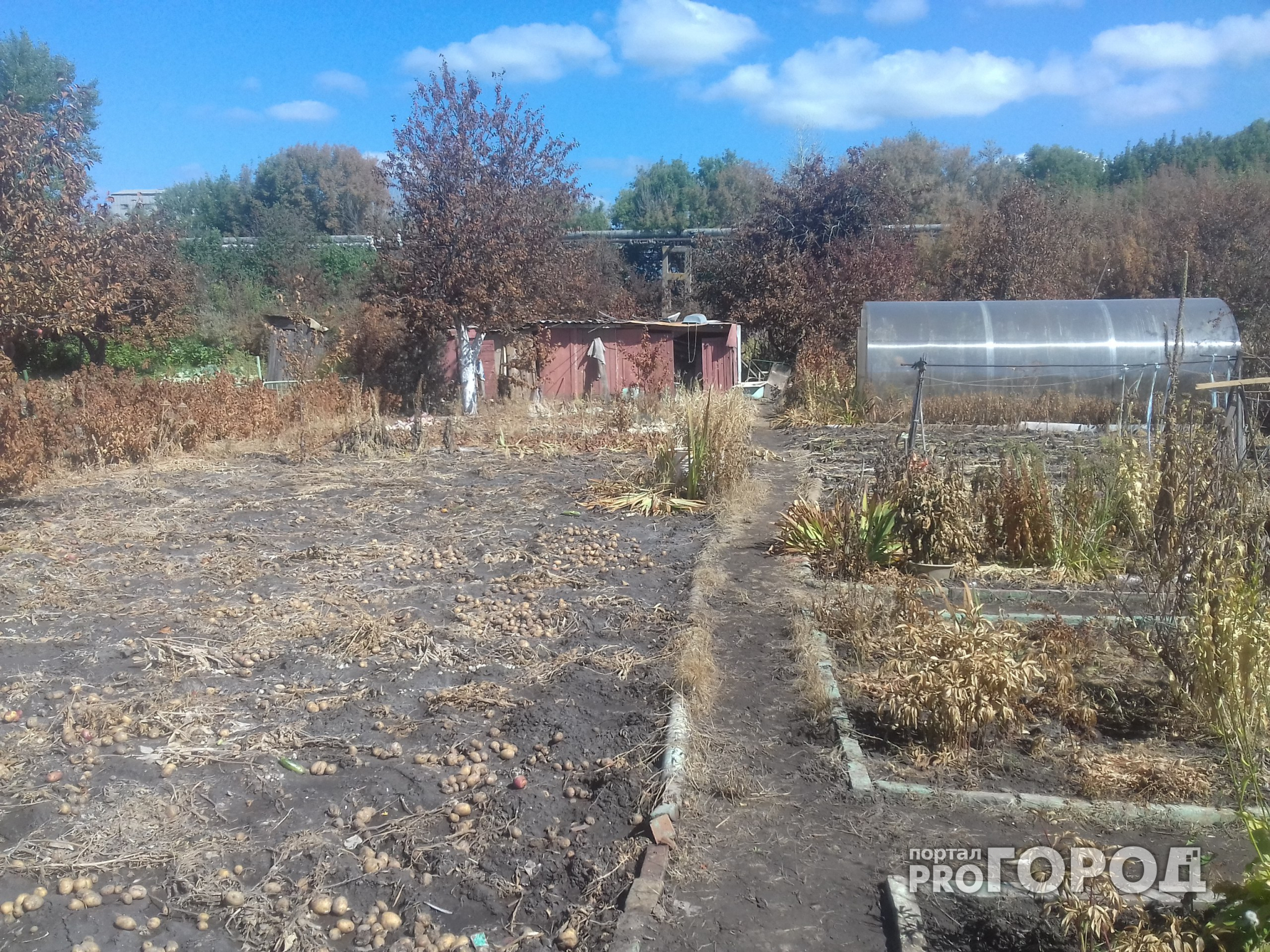 В Новочебоксарске полностью погиб урожай из-за выброса неизвестного вещества