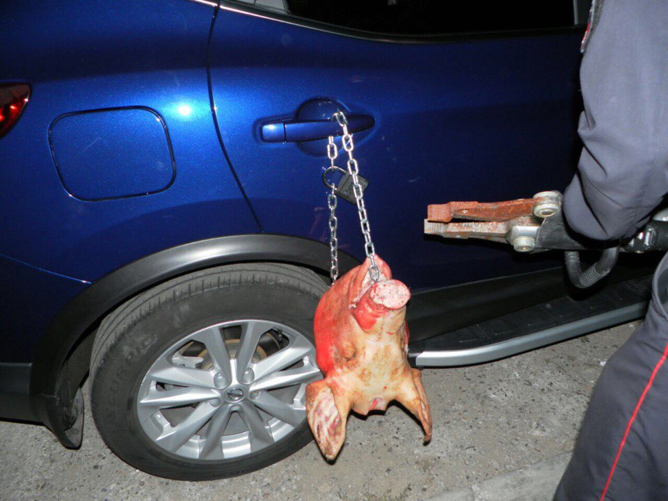 В Чебоксарах на автомобиль прицепили голову мертвой свиньи