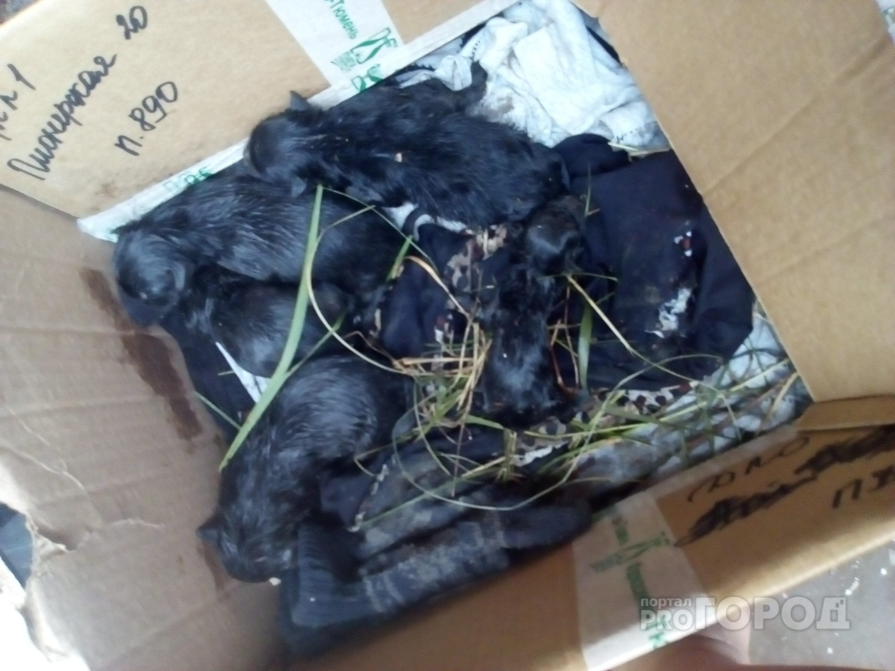 В Чебоксарах новорожденных щенят выбросили на помойку