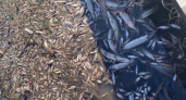 В одном из районов Чувашии в озере погибла рыба: "Много мертвой рыбы, ужас какой-то!"