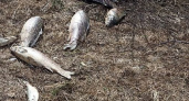 В Чувашии прокуратура рассматривает версии массовой гибели рыбы в Цивильском районе