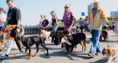 В Чебоксарах пройдет парад собак с концертом и развлекательной программой