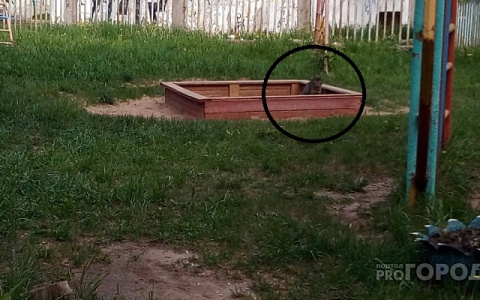 Кошки устроили туалет в песочнице детского сада в Новочебоксарске