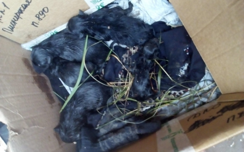В Чебоксарах новорожденных щенят выбросили на помойку