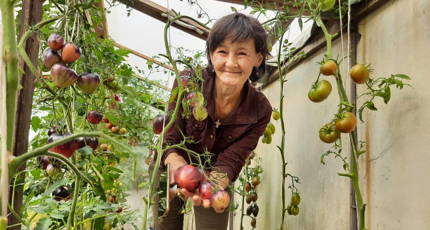 Чебоксарка вырастила полсотни сортов помидоров и определила десять наивкуснейших
