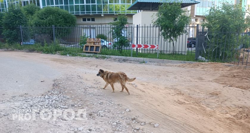 Новый закон Чувашии запрещает кормить кошек и собак на улице