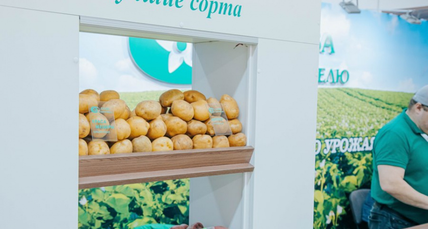 На картофельную выставку в Чувашию привезут картошку из 15 регионов