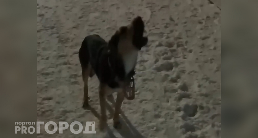В Новочебоксарске собака на самовыгуле не дает спать жителям целой пятиэтажки