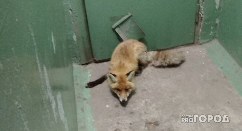 В Чебоксарском районе лиса не пускала жильцов дома в подъезд