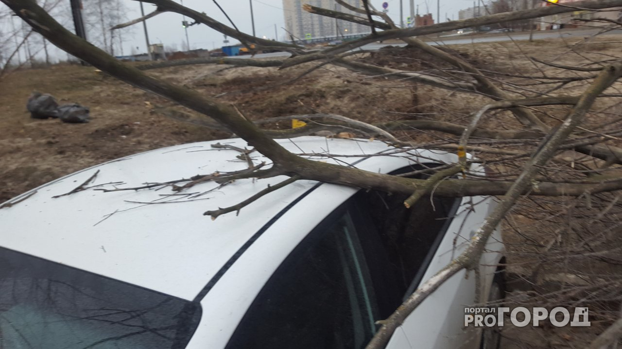 В Новочебоксарске штормовой ветер повалил на автомобили дерево