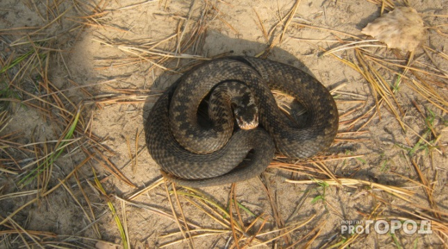 В Чувашии шесть человек отравились змеиным ядом
