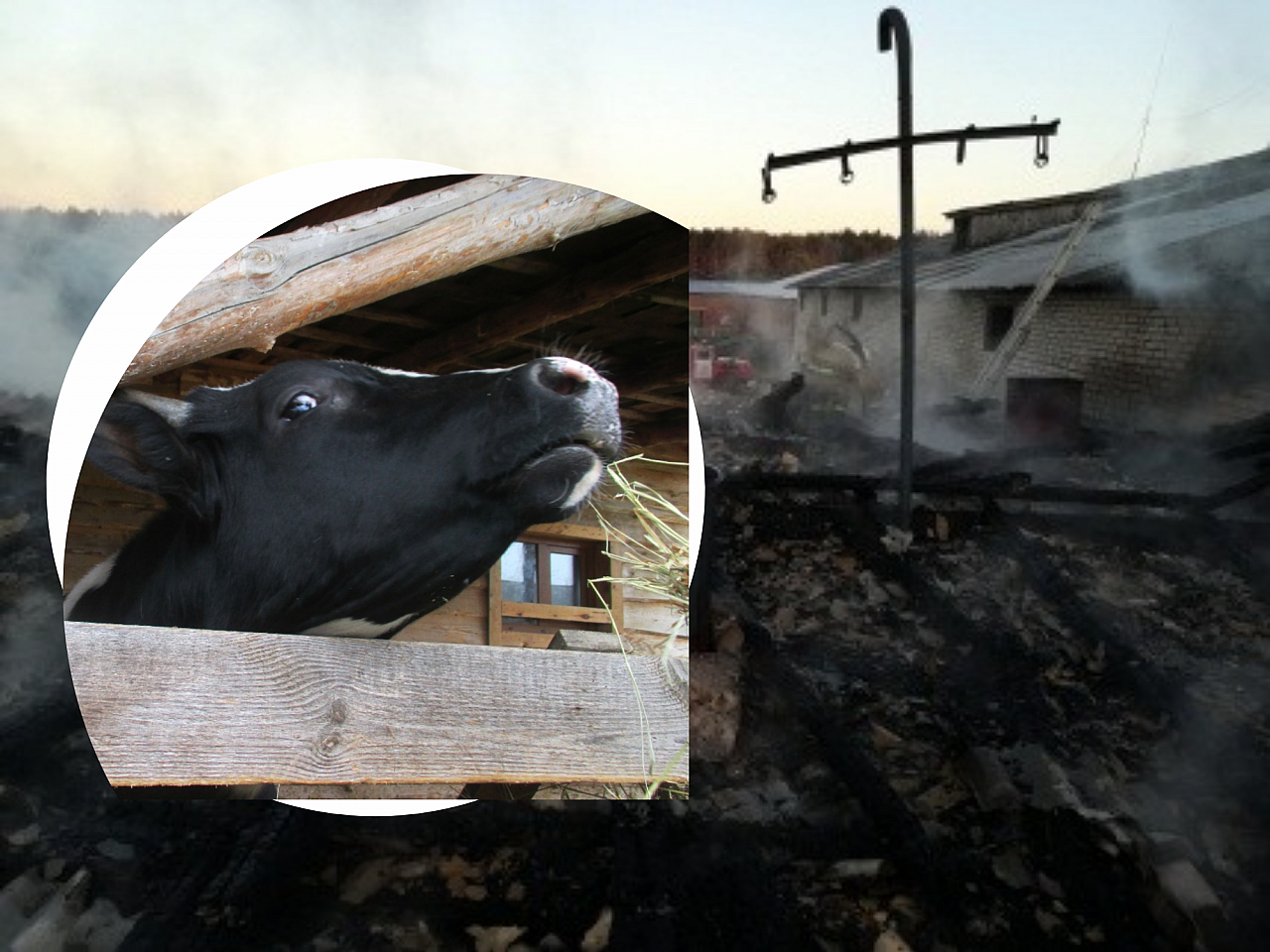 В Ибресинском районе из-за пожара эвакуировали 100 коров