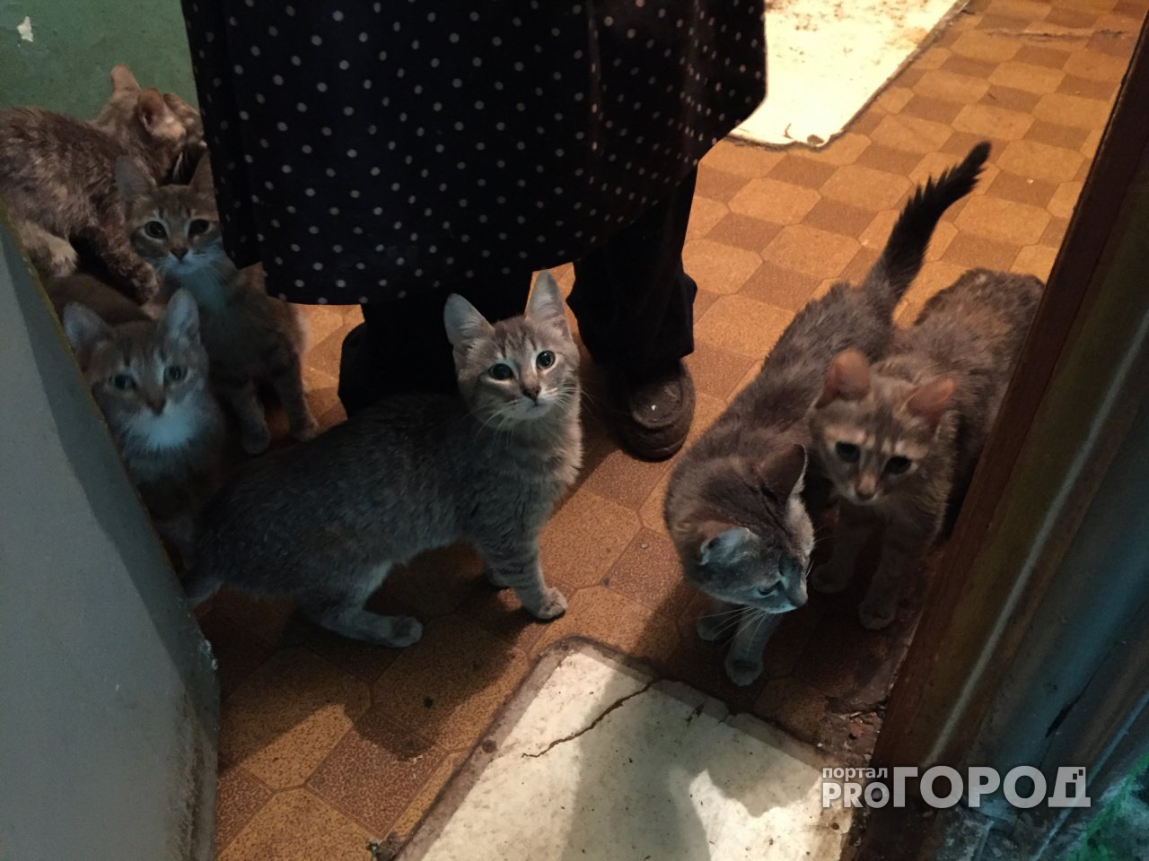 В Чебоксарах жильцы дома страдают от кошачьего притона