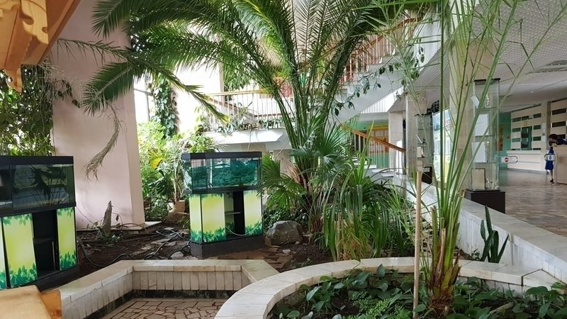 Чебоксарцы требуют сохранить зимний сад с 45-летними пальмами во Дворце пионеров