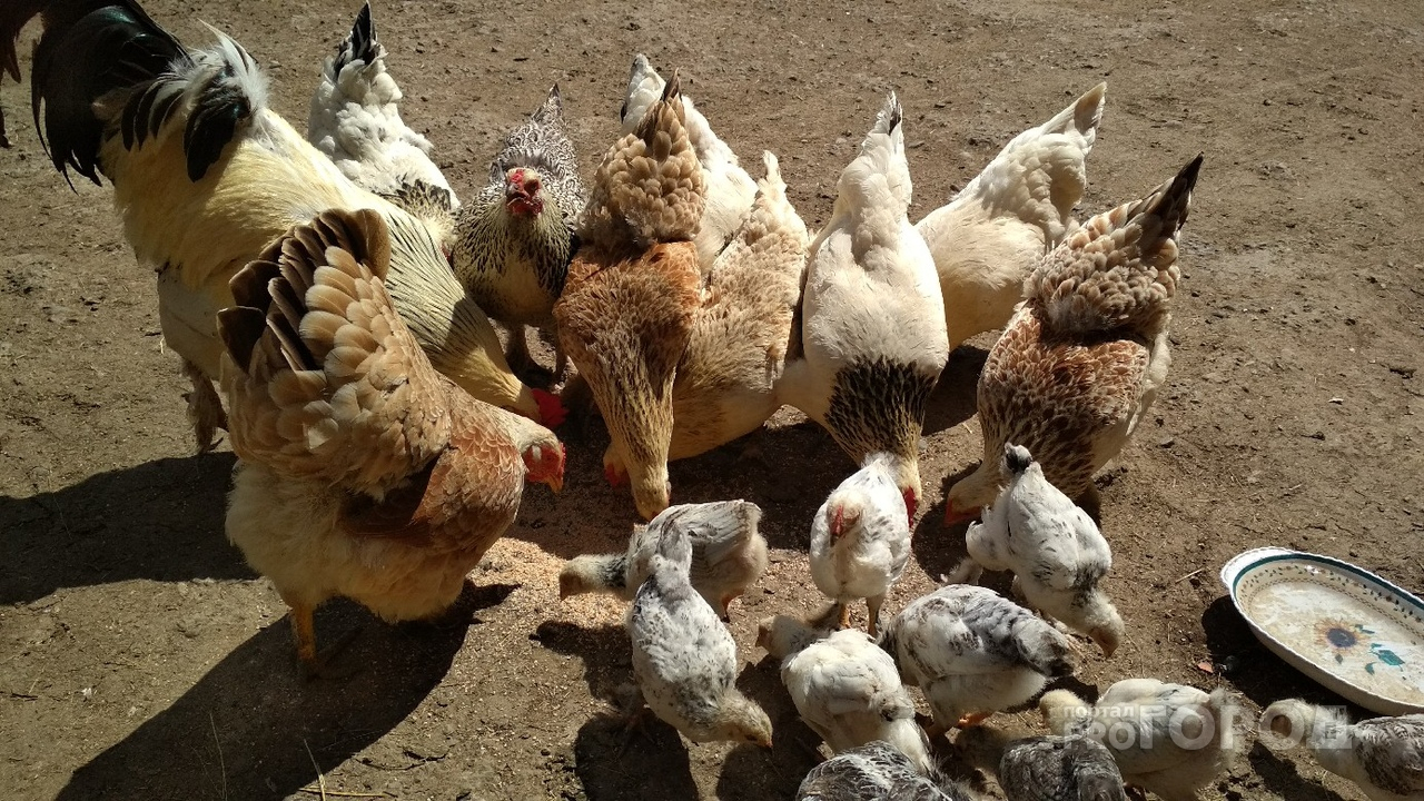 Во время проверок по птичьему гриппу в Чувашии у животных нашли ряд болезней