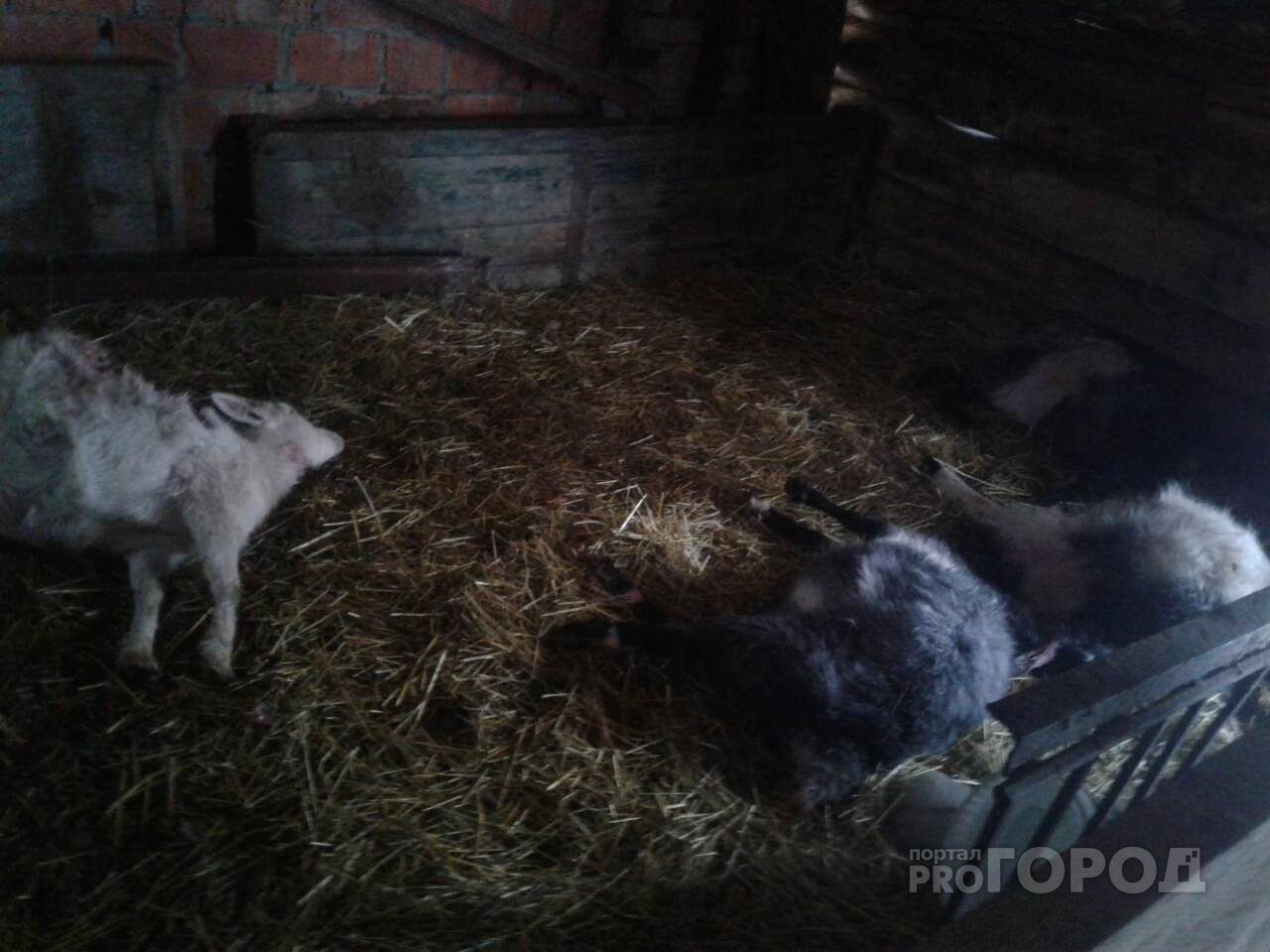 Жители чувашского села: "Неизвестное животное проникает в хлев и истребляет скот"