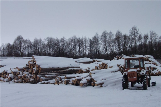 В Чувашии в городских лесах отныне запрещено вырубать деревья для заготовки древесины