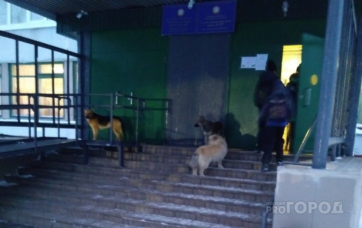 В Чебоксарах учеников на крыльце школы встречает свора собак
