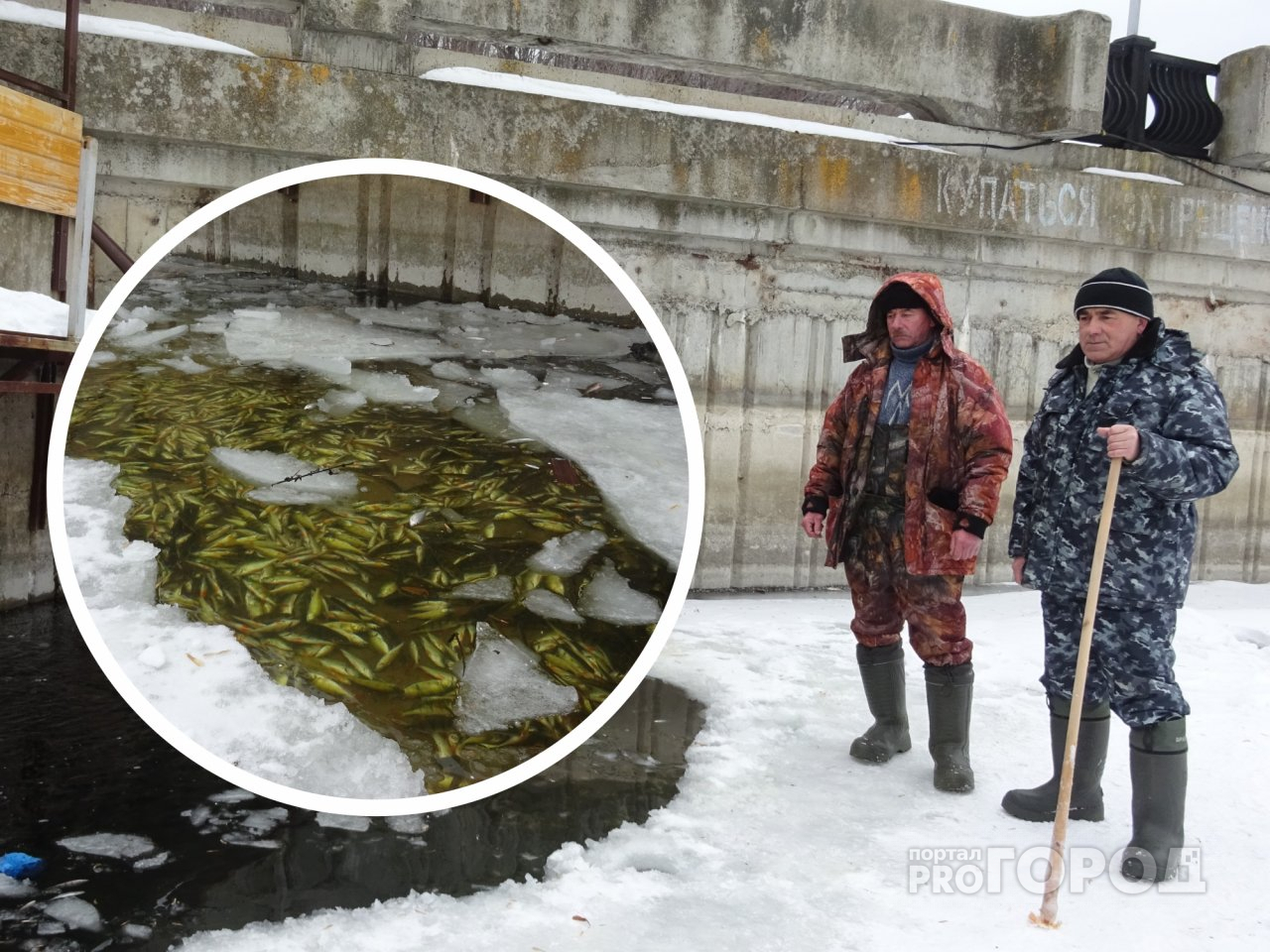 На Чебоксарском заливе массово гибнет рыба