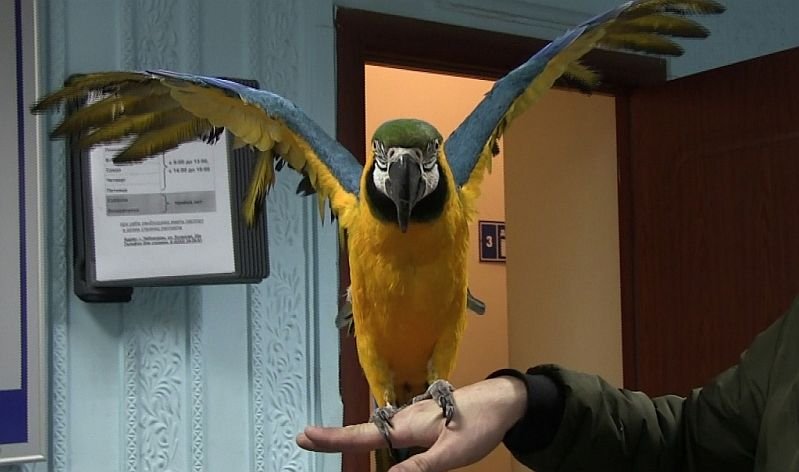 В Чебоксарах похитили экзотическую птицу стоимостью 180 тысяч рублей