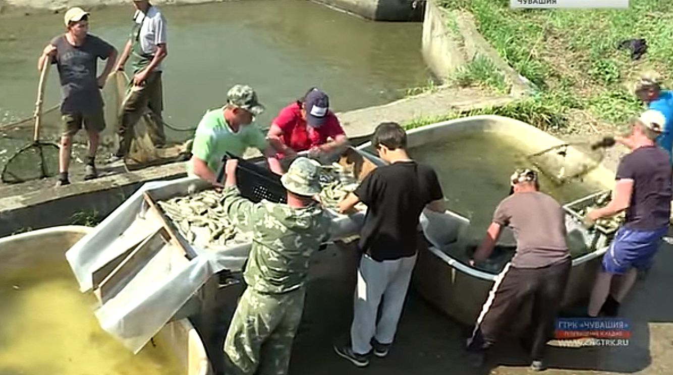 В Козловском районе восстанавливают рыбхоз