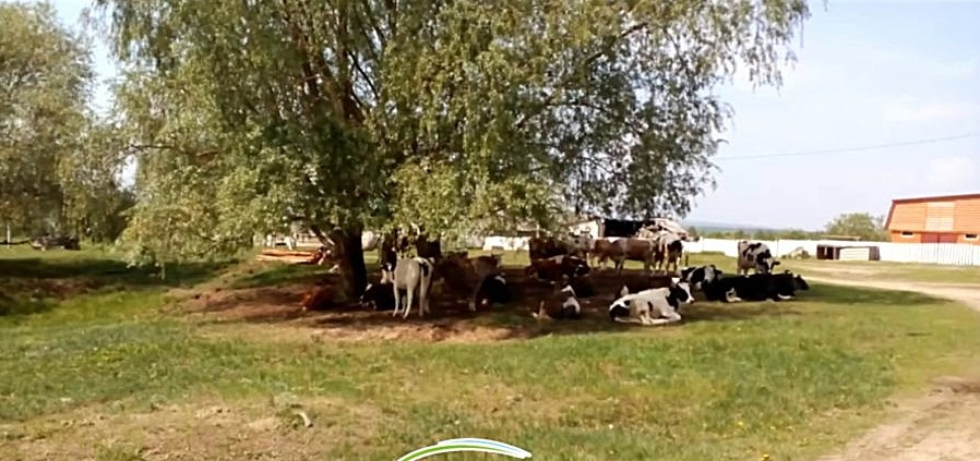Стадо коров пасется прямо в деревне, ломают калитки и съедают урожай