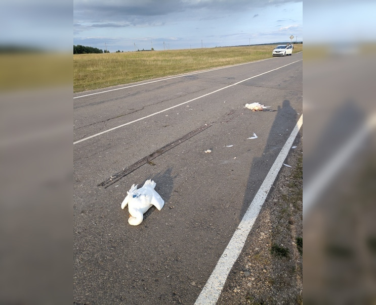 В Урмарском районе неизвестный лихач сбил семь гусей