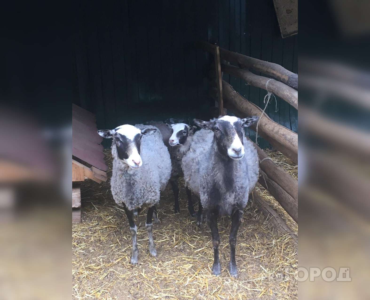 В Чувашии мужчине грозит 1 год за кражу овцы