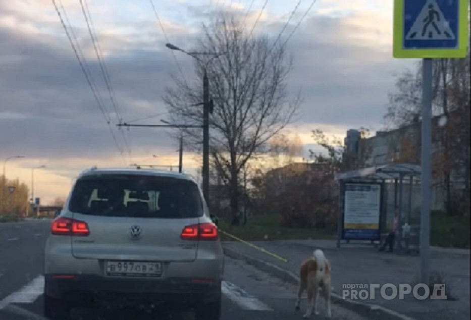 В Чебоксарах женщины выгуливали собаку на поводке из автомобиля