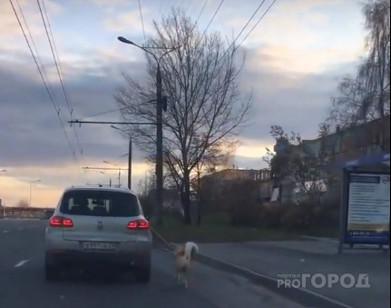 Полиция занялась хозяйкой, выгулившей собаку из машины