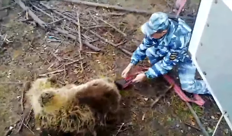 Полицейские выпустили косолапого на волю: «Пока, медвежонок»