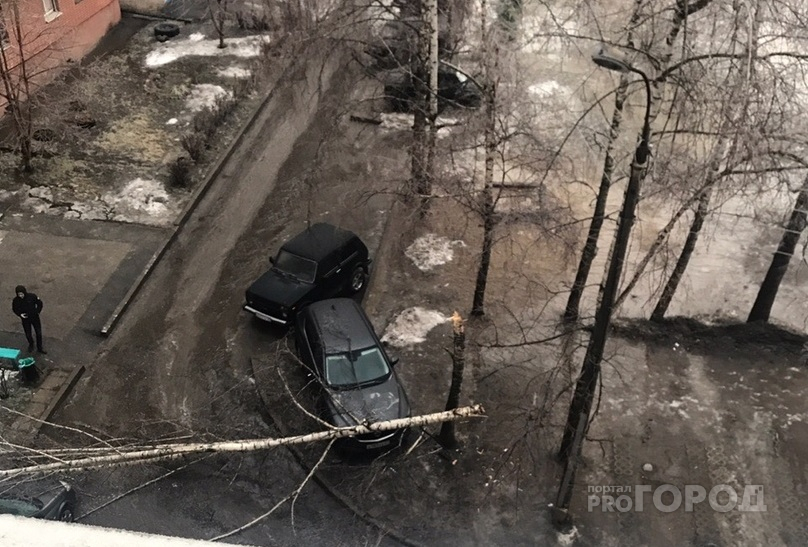 Обледеневшее дерево рухнуло на автомобиль в чебоксарском дворе