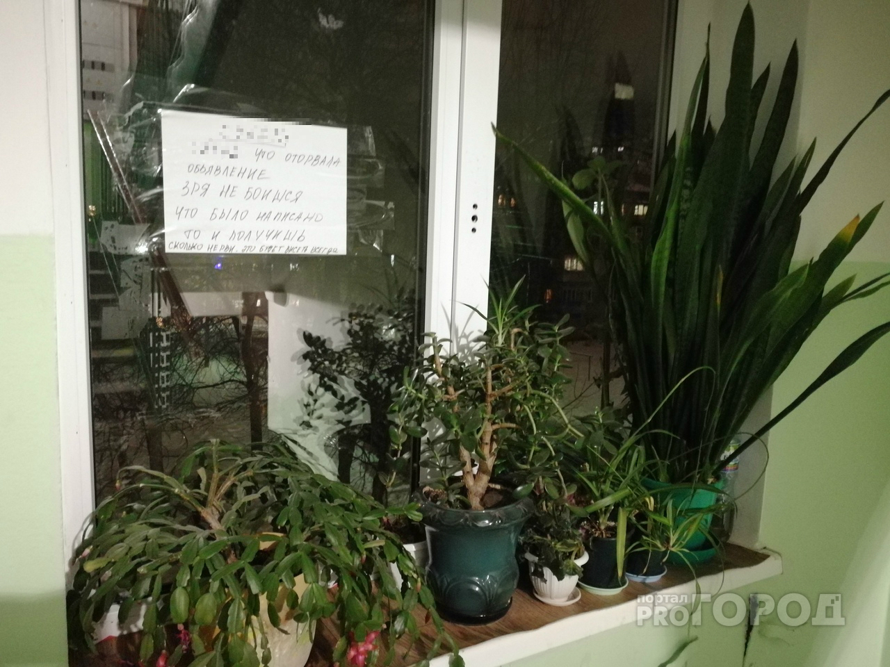 Чебоксарка: "Соседи-цветоводы оберегают растения с помощью записок с проклятиями"