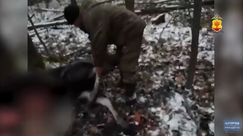 В лесах Ибресинского района поймали браконьера в крови: "Не удержался и выстрелил"