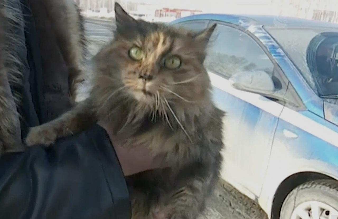Кошка-путешественница из Чебоксар двое суток проехала под капотом грузовика