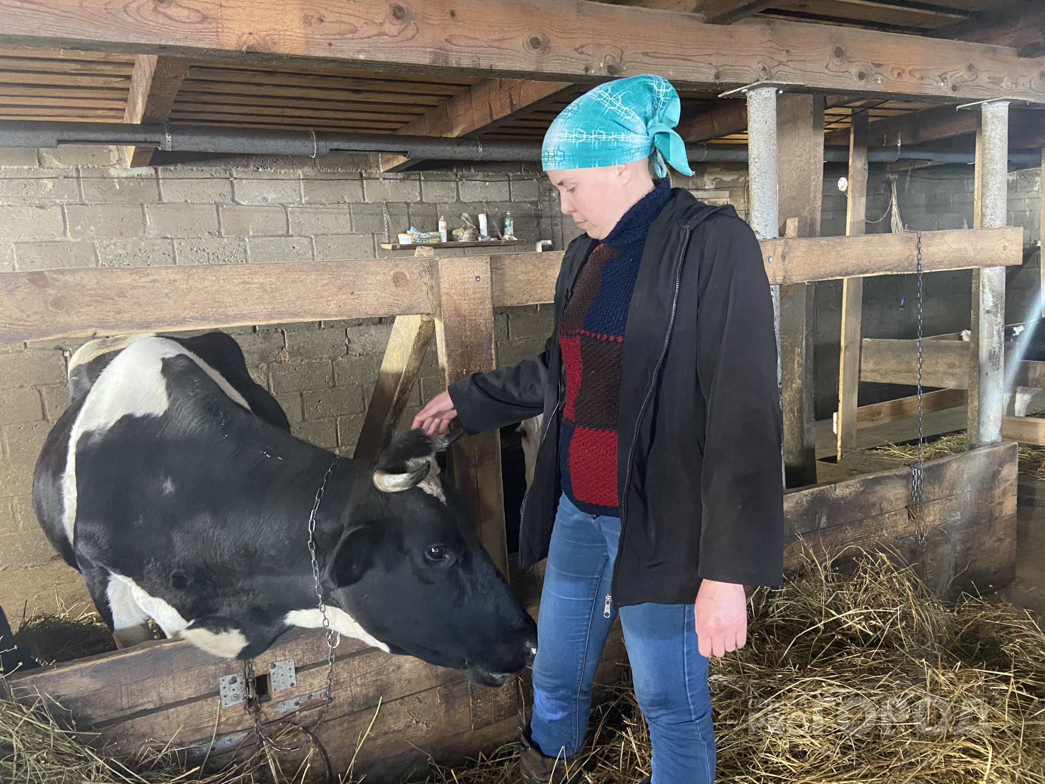 Супруги из Моргаушского района завели коров и стали работать на себя: "На наемный труд не вернемся"