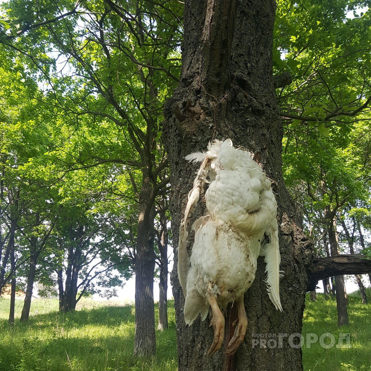 В Чебоксарском районе кто-то привязал безголовый труп гуся к дереву