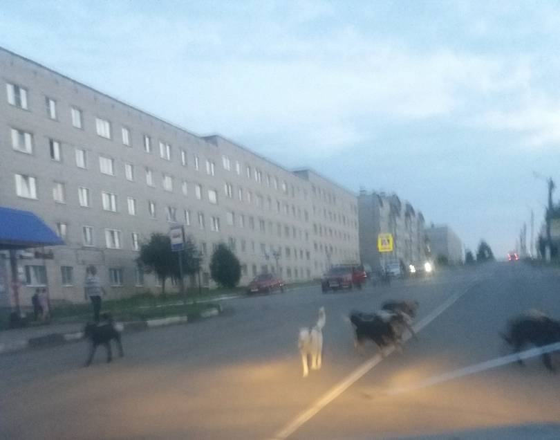В Козловке стая бродячих собак держит в страхе весь город: “Пока кого-нибудь не загрызут - власти ничего не предпримут”