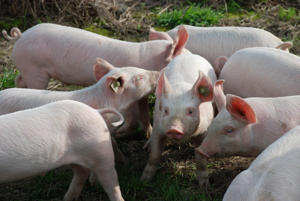 Чувашии угрожает африканская чума свиней, власти думают закрыть свинокомплексы