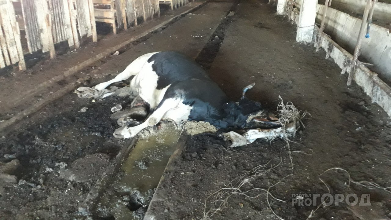 Жители: «В Вурнарском районе коров держат без еды»