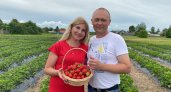 Многодетная семья выращивает клубнику: "За сезон продали больше 200 килограмм ягод"