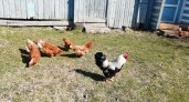 Жители Чувашии смогут разводить кур и кроликов в садах по новому указу Путина