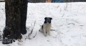 На бездомных животных в Чебоксарах выделили 6 миллионов рублей