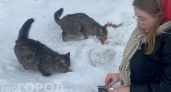 Чебоксарские бездомные кошки получили корм в честь праздника