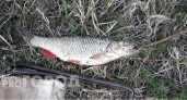 В Чувашии начался запрет на рыбалку: имеются исключения