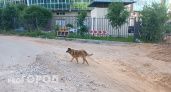 Новый закон Чувашии запрещает кормить кошек и собак на улице