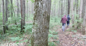 Спирин заявил о создании первого лесничества в Чебоксарах