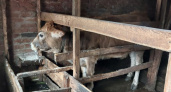 В одном из районов Чувашии нашли "бешеную" корову: "Промедление смерти подобно"